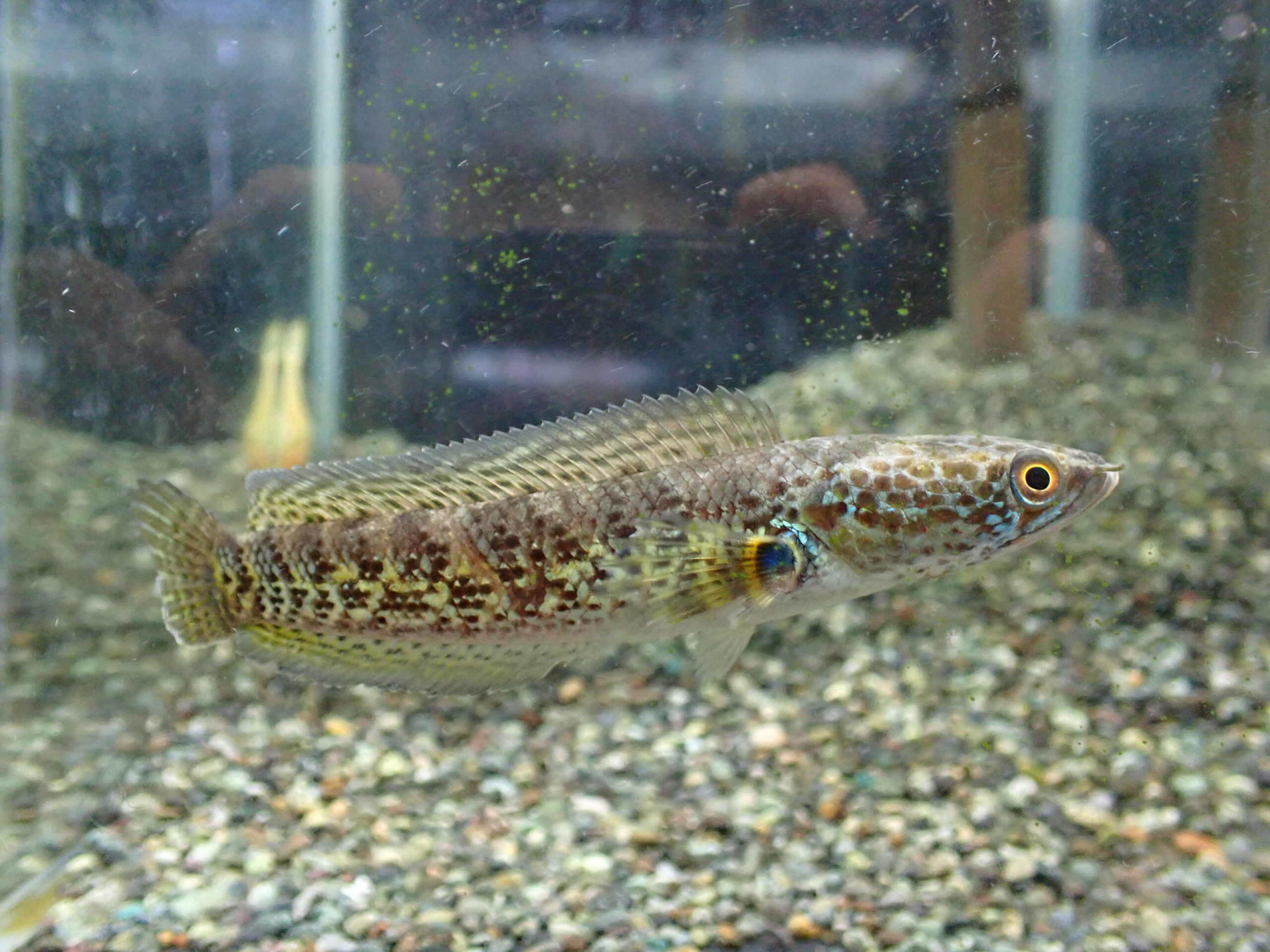 バイオレットスネークヘッド インド 11～12cm | アクアショップ魚力