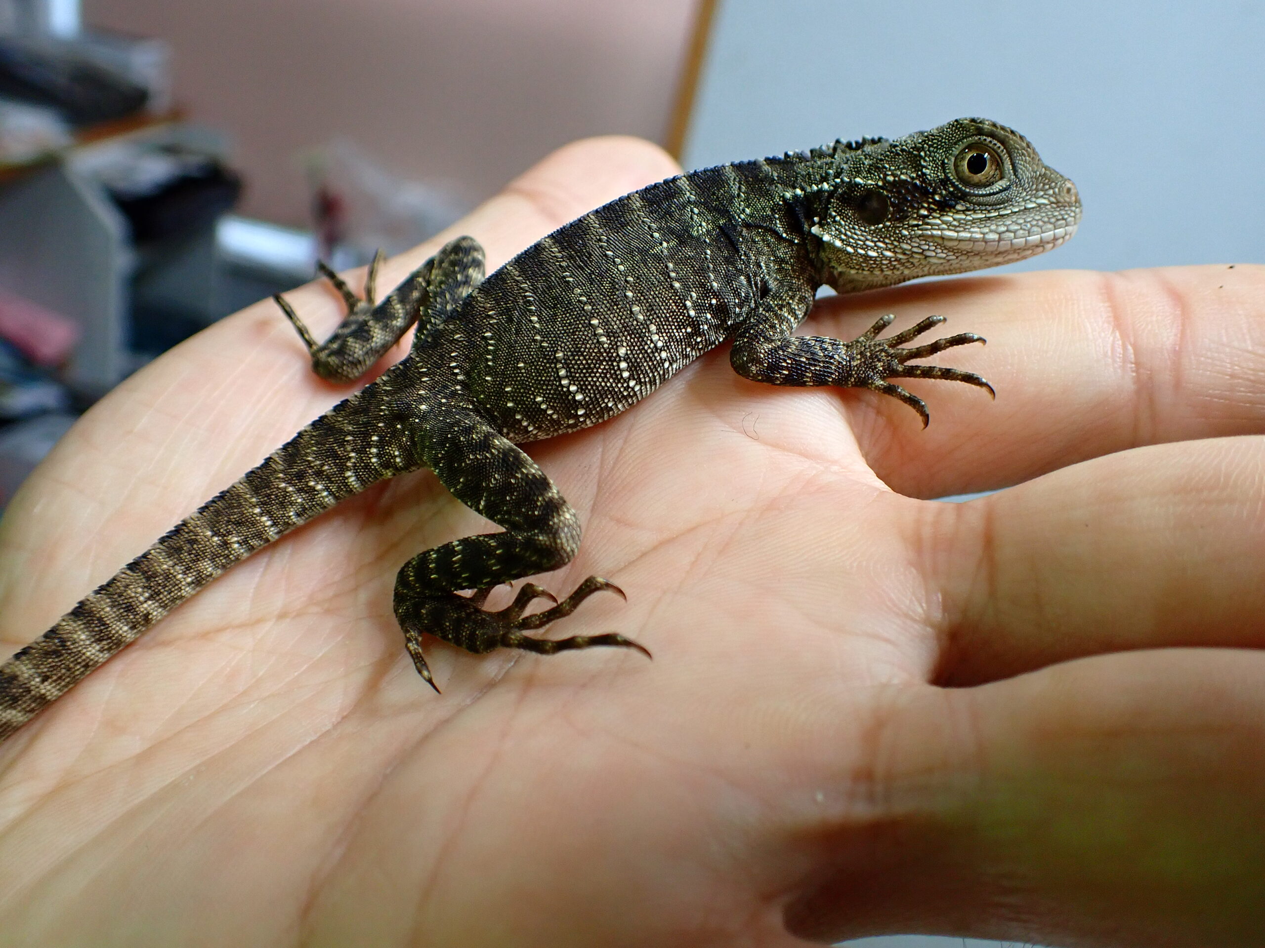 ヒガシウォータードラゴン ドイツCB 頭胴長7cm | アクアショップ魚力