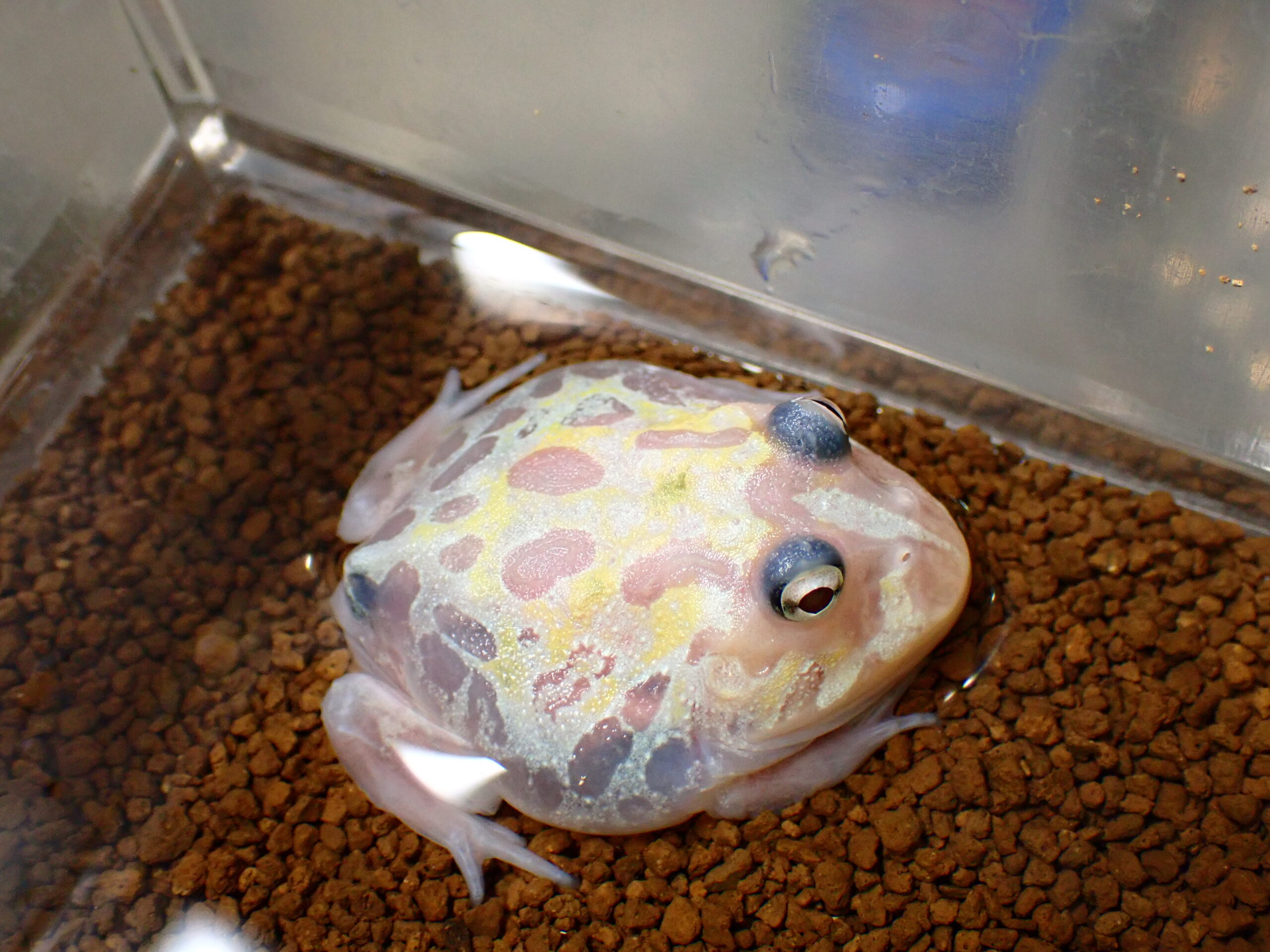 クランウェルツノガエル トランスルーセント 4cm | アクアショップ魚力