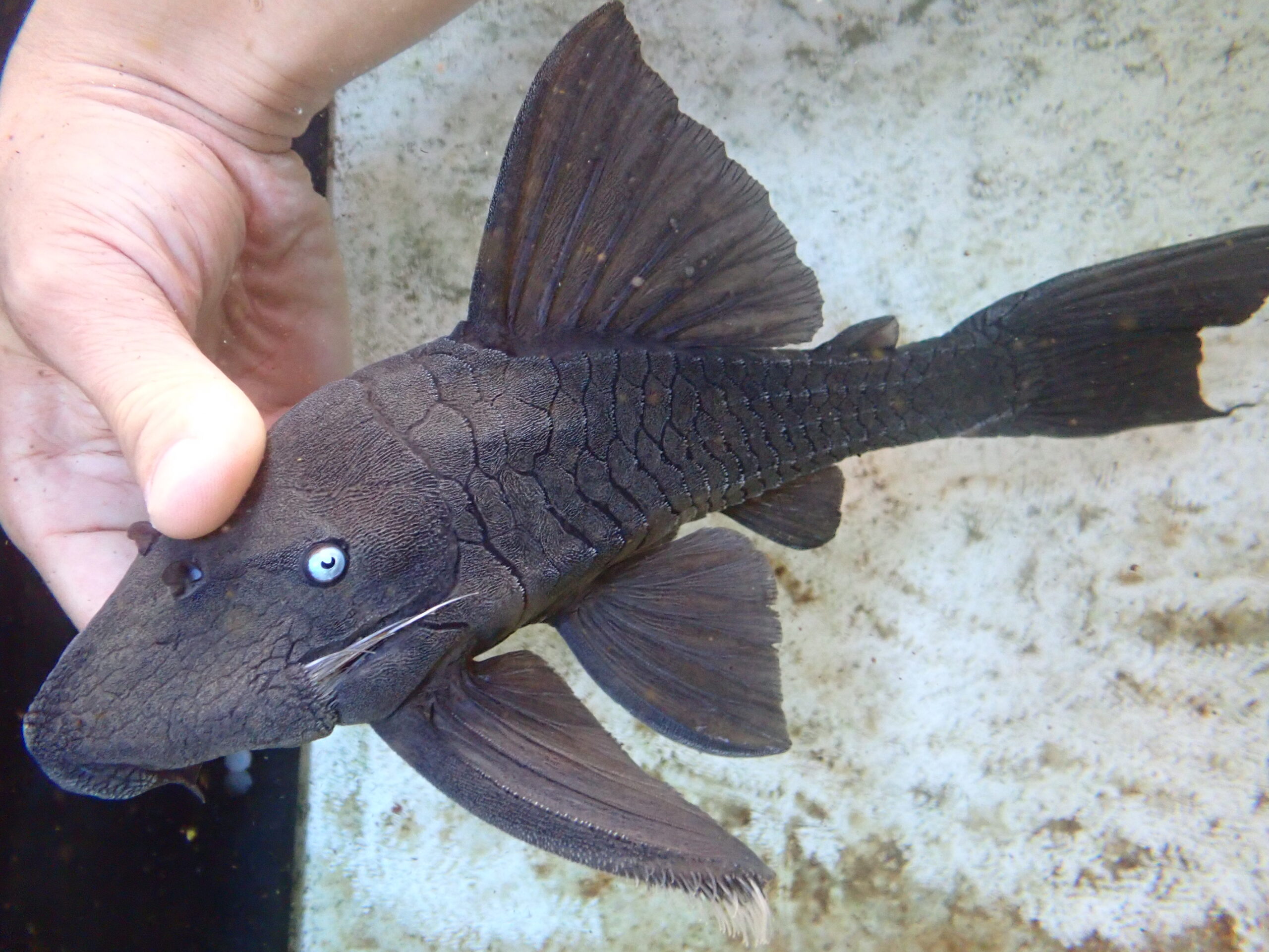 ブルーアイプレコ コロンビア 31cm | アクアショップ魚力