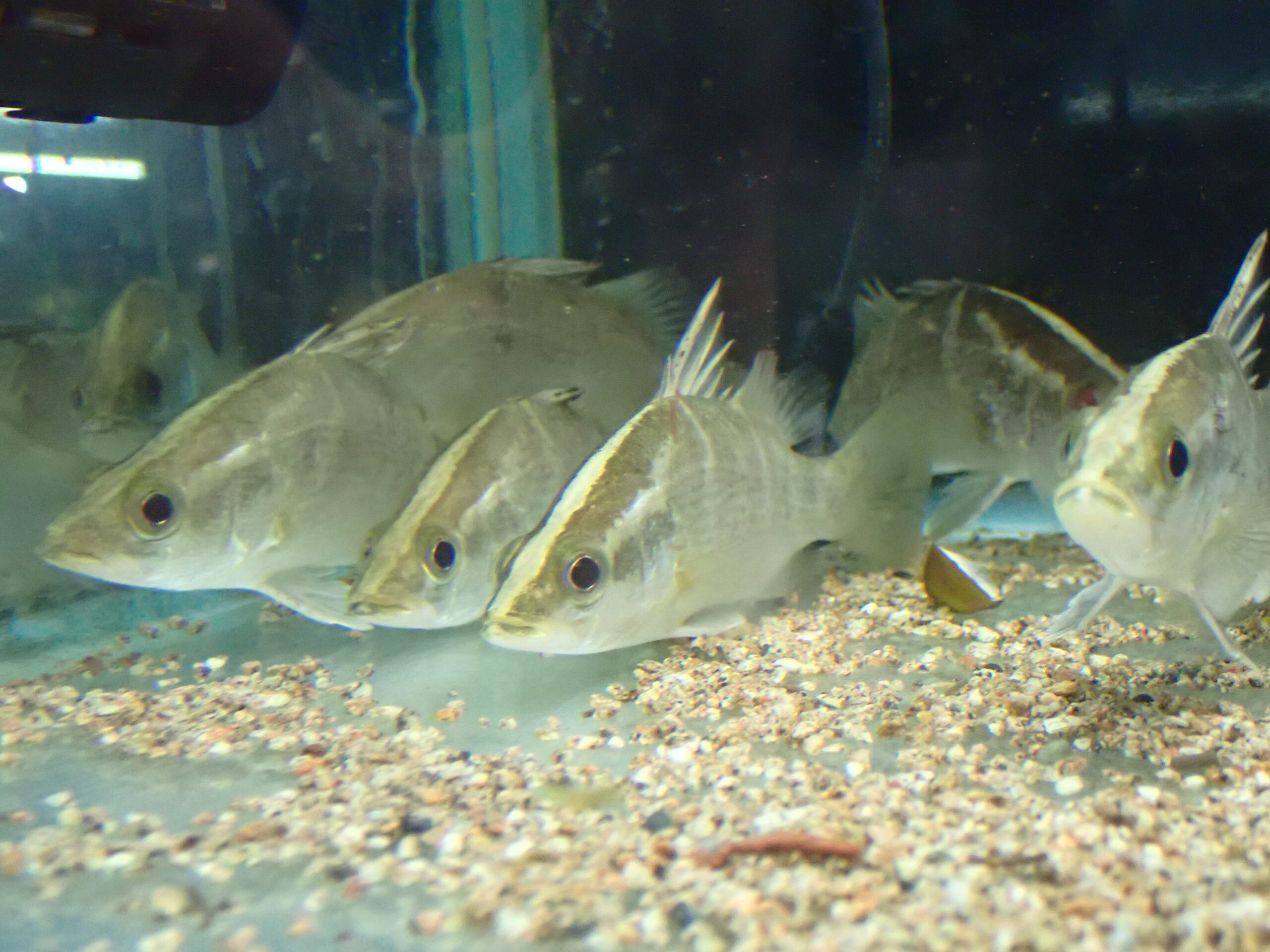 四万十産 アカメ