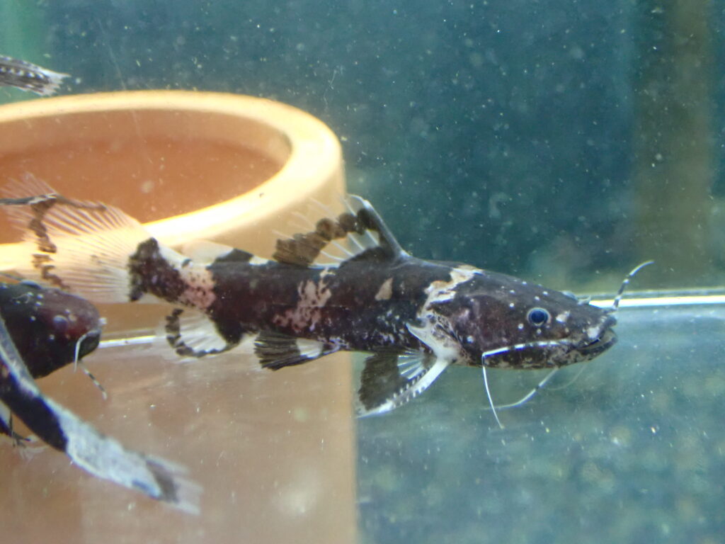 2025/7/24 今日の入荷 | アクアショップ魚力