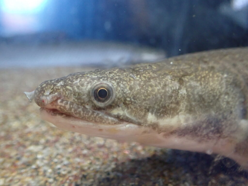 2025/7/26 今日の入荷 | アクアショップ魚力