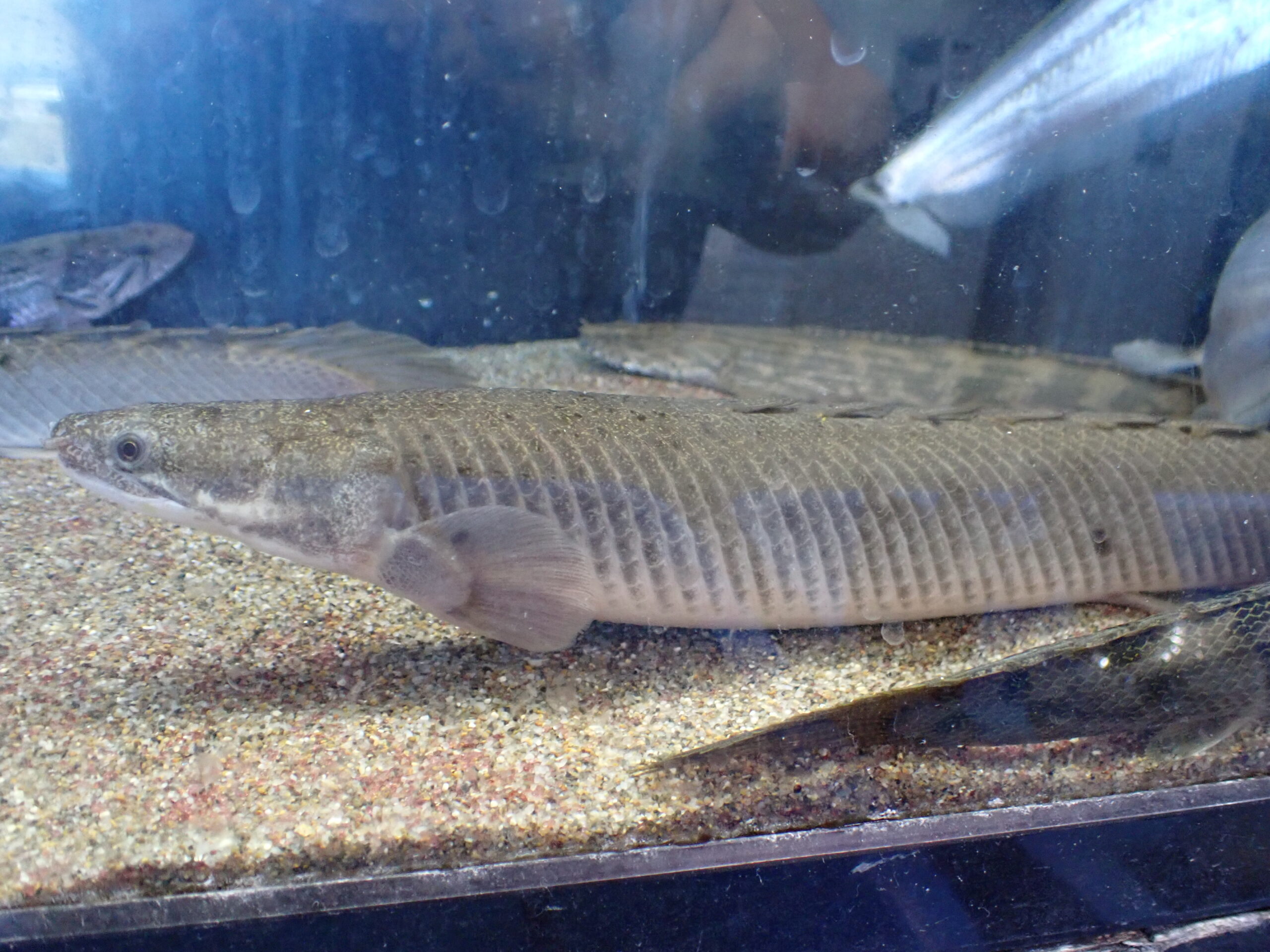 トゥルカナセネガルス ポリプテルス セネガルス ♀ トゥルカナ湖産 38cm | アクア