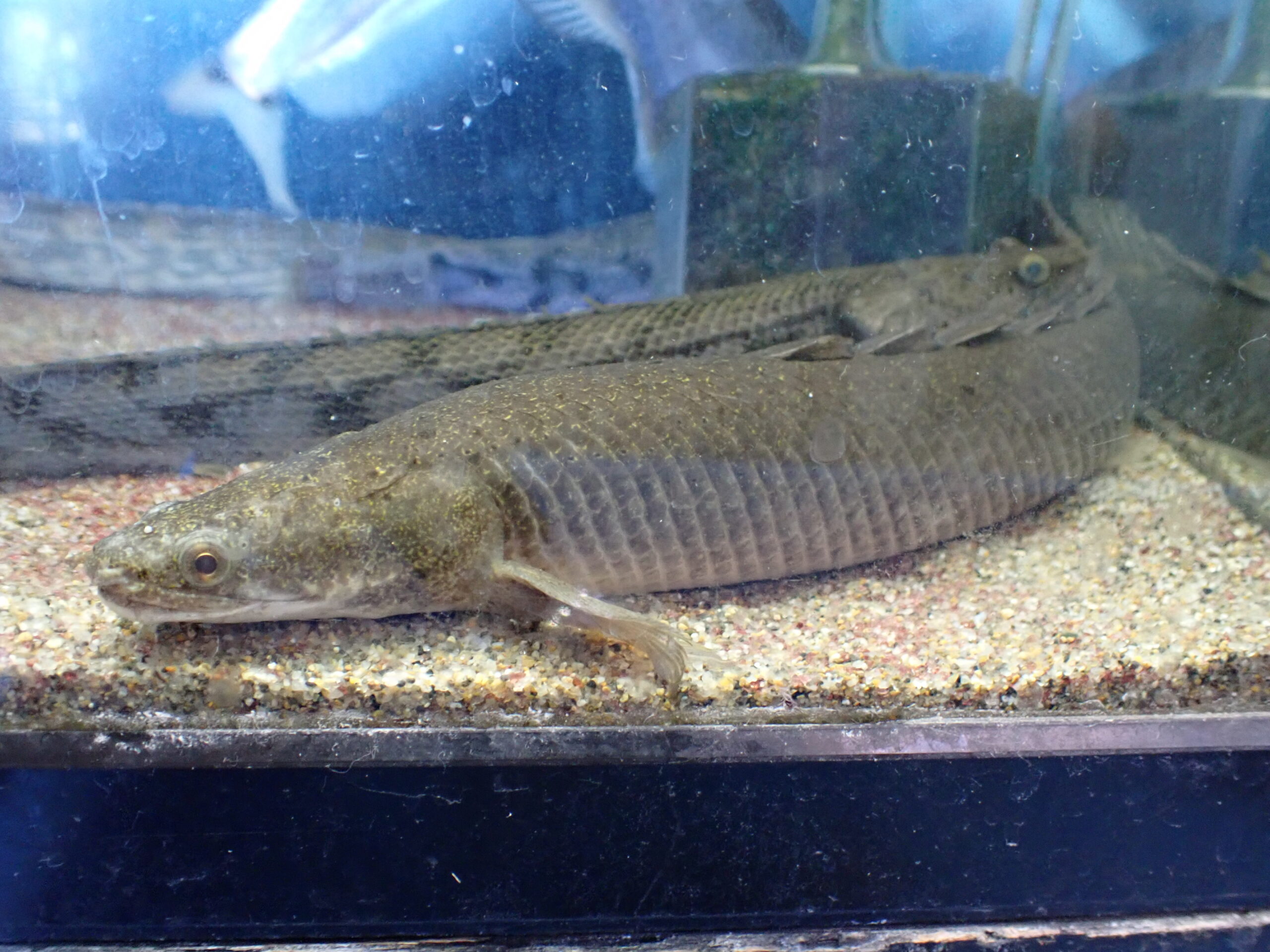 価格交渉可能)トゥルカナセネガルス