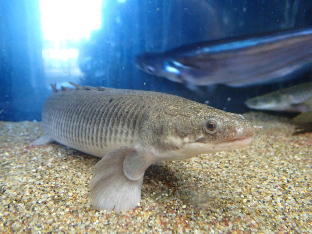 ポリプテルスセネガルス　トゥルカナ産2匹 ポリプテルスセネガルス トゥルカナ産2匹