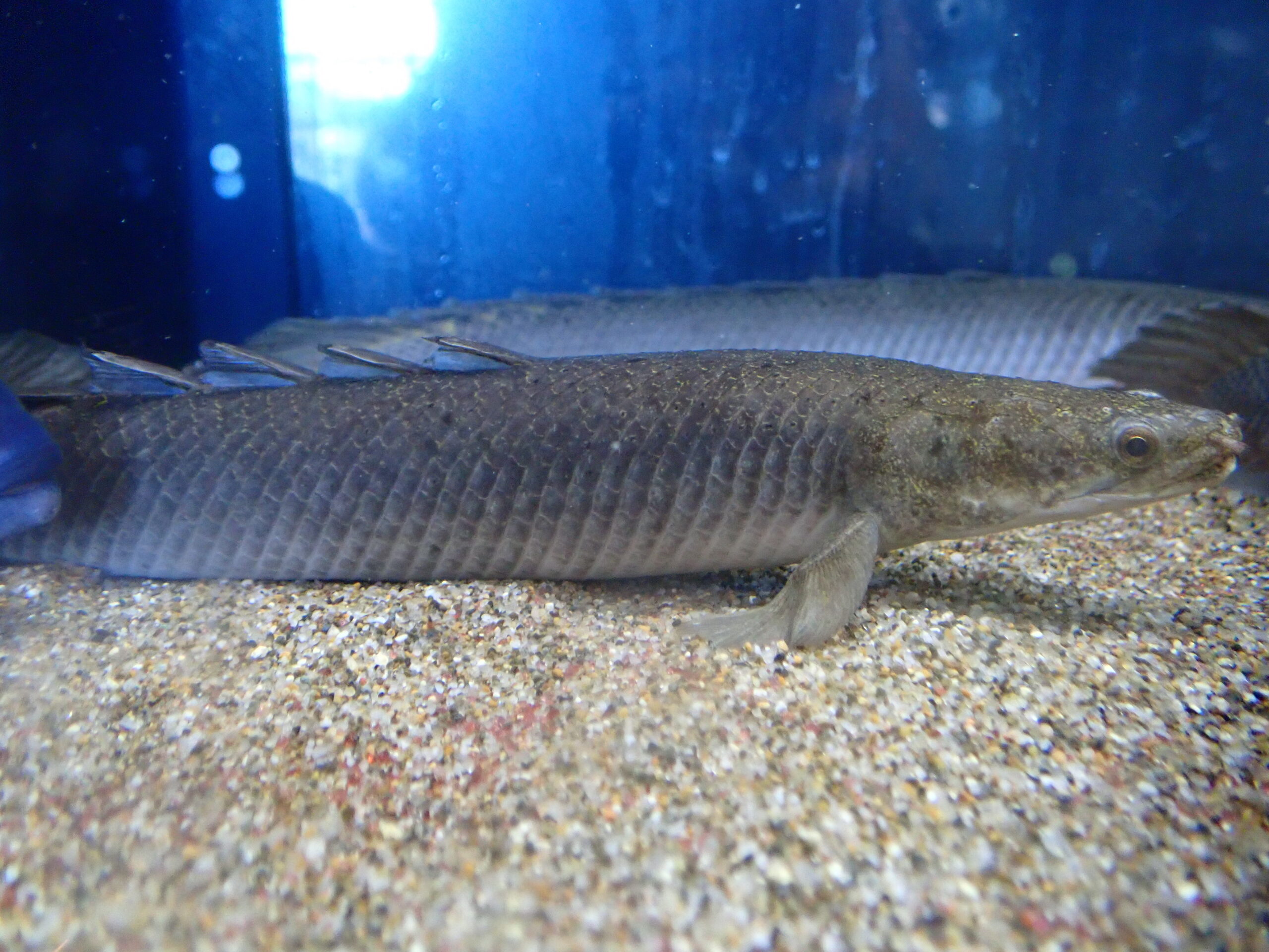 ポリプテルス セネガルス ♀ トゥルカナ湖産 32cm | アクア