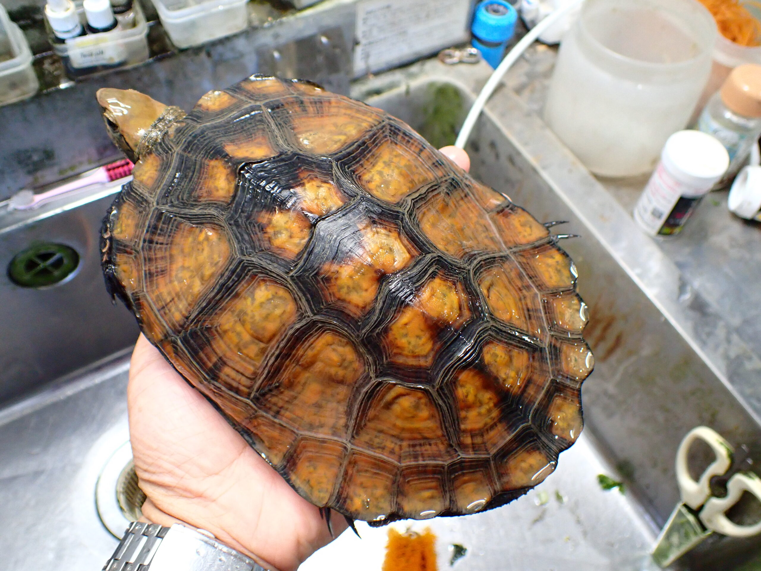 ニホンイシガメ ”オレンジ” ♀ 甲長18cm | アクアショップ魚力