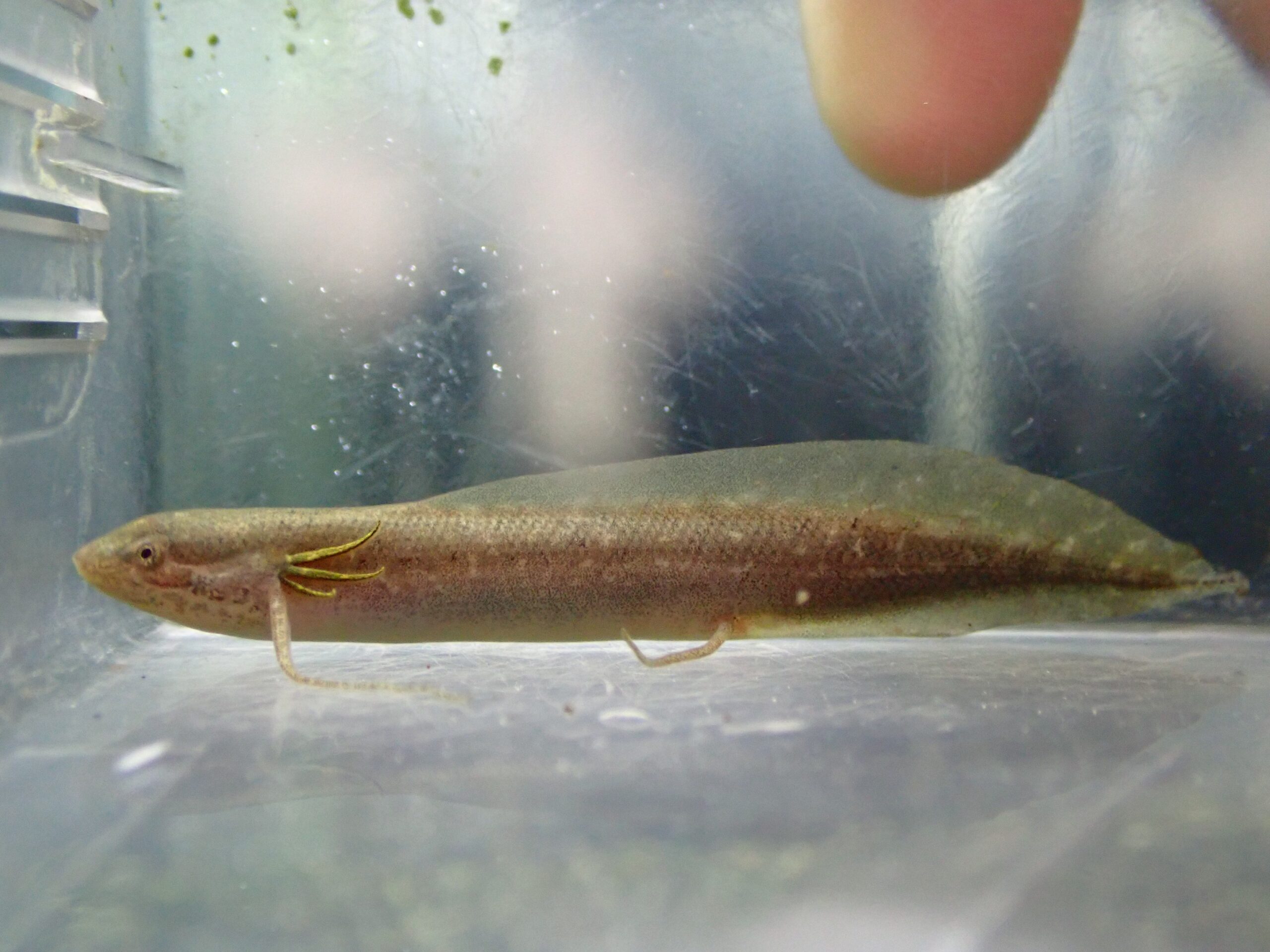 アンフィビウス　ナイバシャ産 プロトプテルス アンフィビウス ナイバシャ湖 ② 6，5cm | アクア