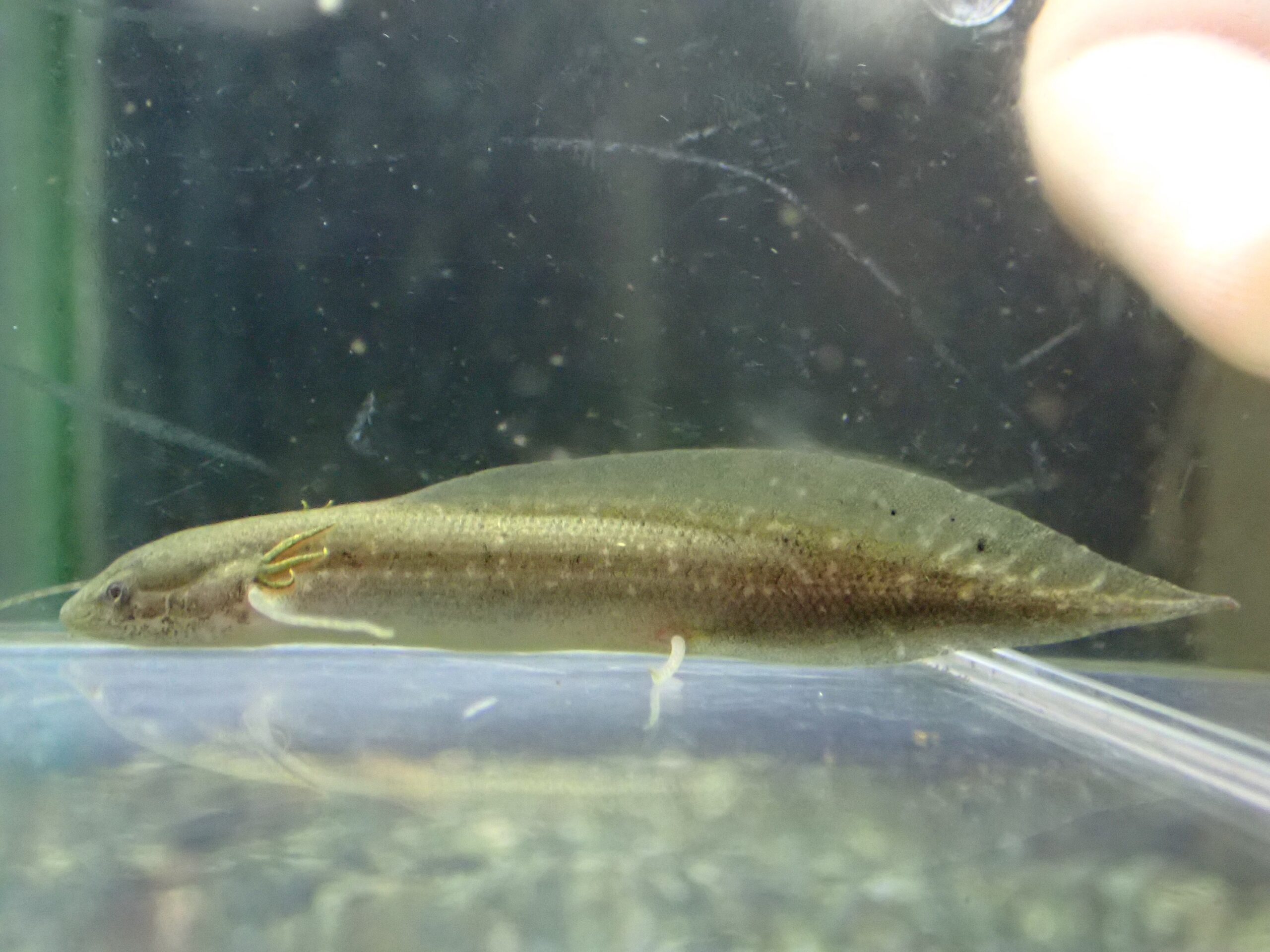 プロトプテルス アンフィビウス ナイバシャ湖 ③ 6，5cm | アクア