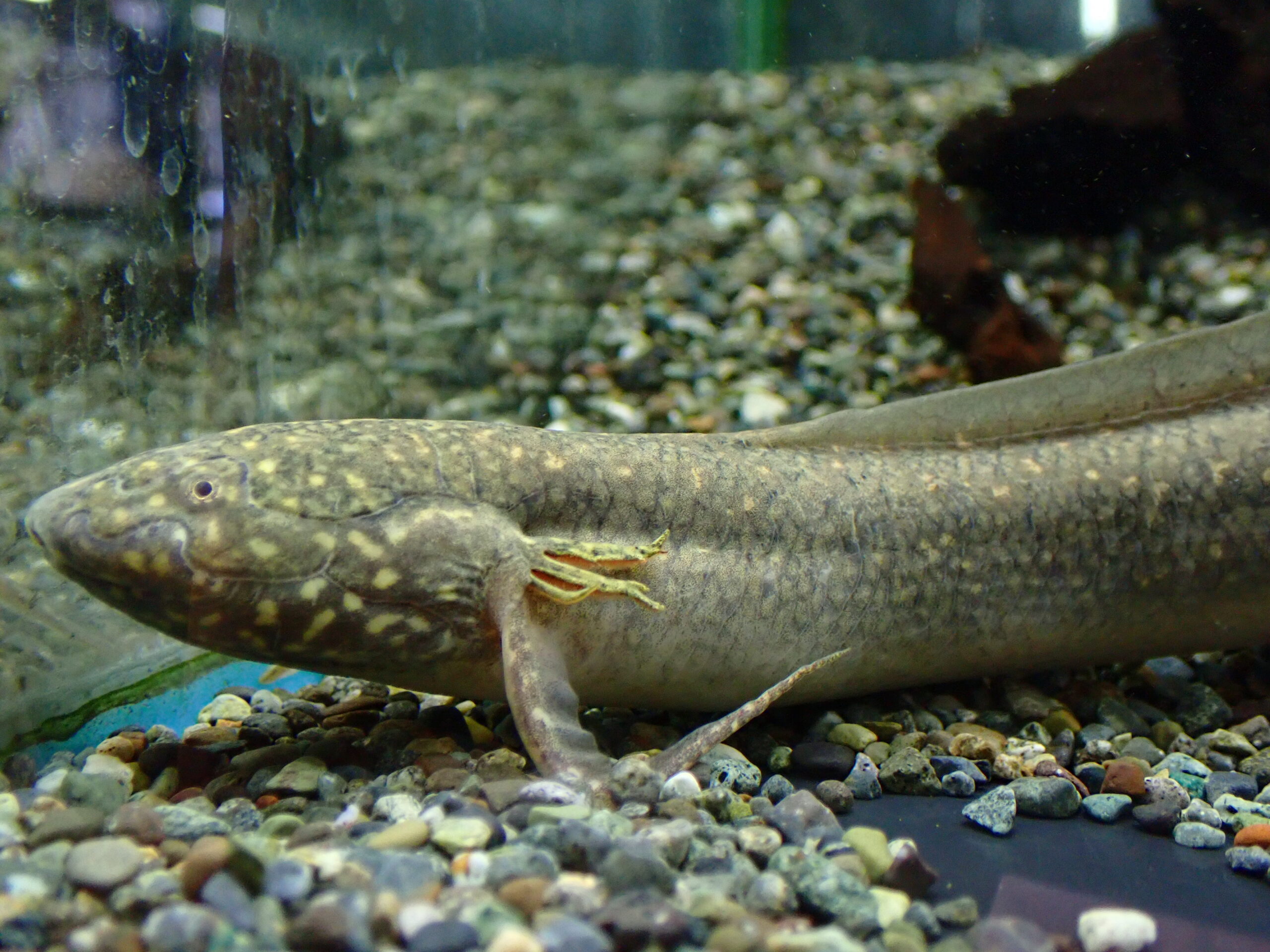 アンフィビウス　ナイバシャ産 プロトプテルス アンフィビウス ナイバシャ湖 22cm | アクア