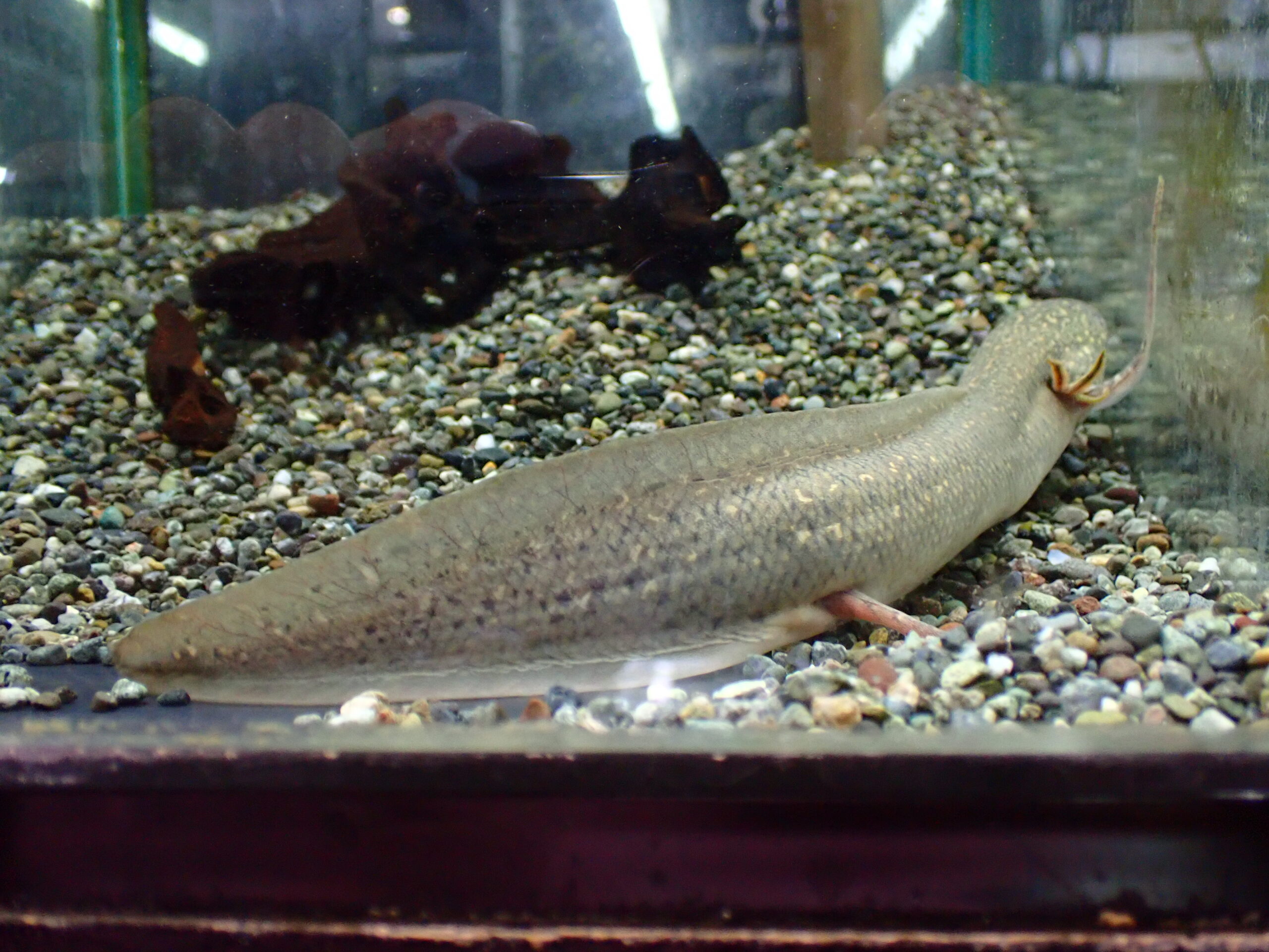 プロトプテルス アンフィビウス ナイバシャ湖 22cm | アクア