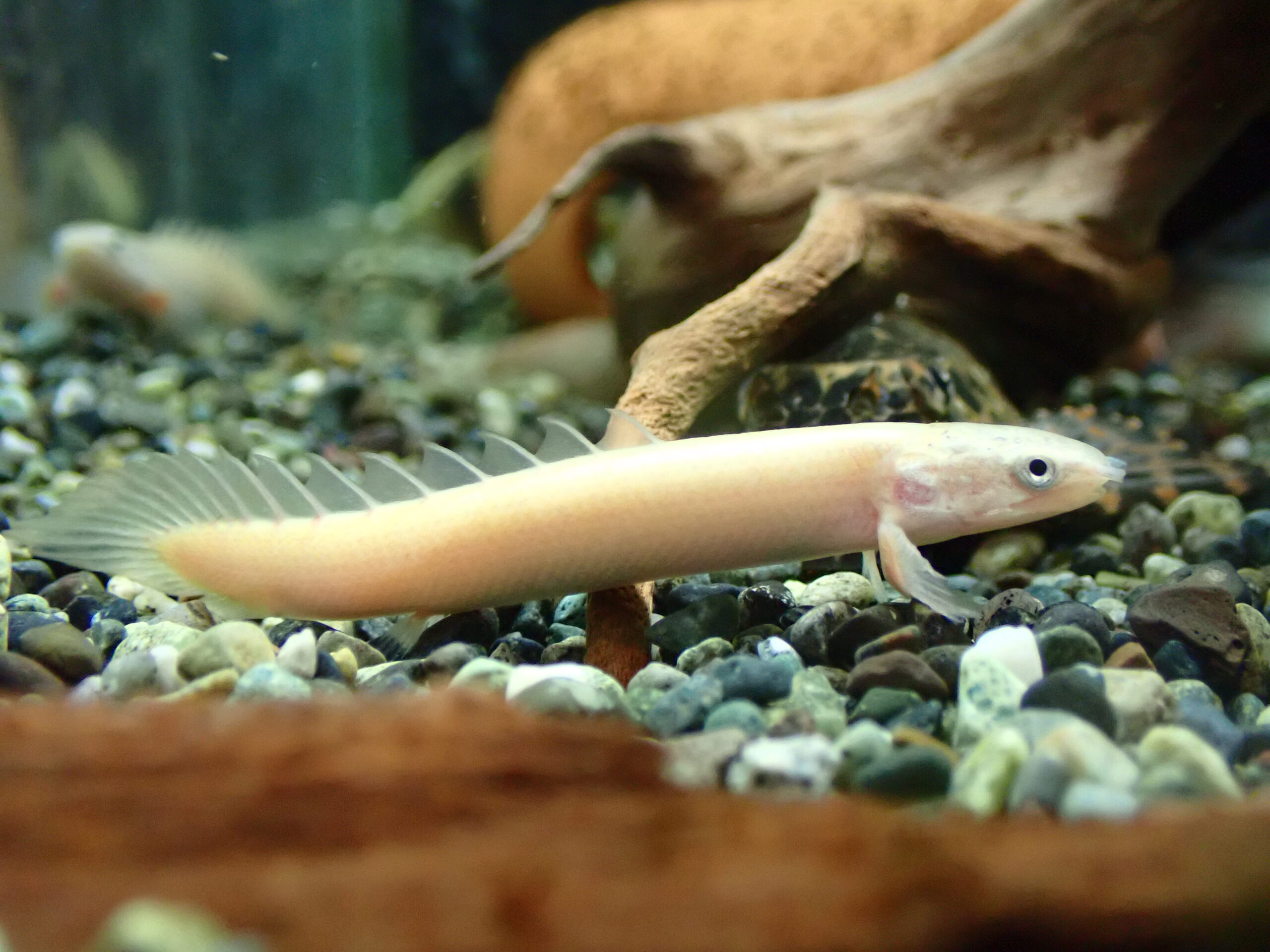 プラチナ ポリプテルスセネガル ポリプテルス セネガルス プラチナ？ 6～7cm | アクアショップ魚力