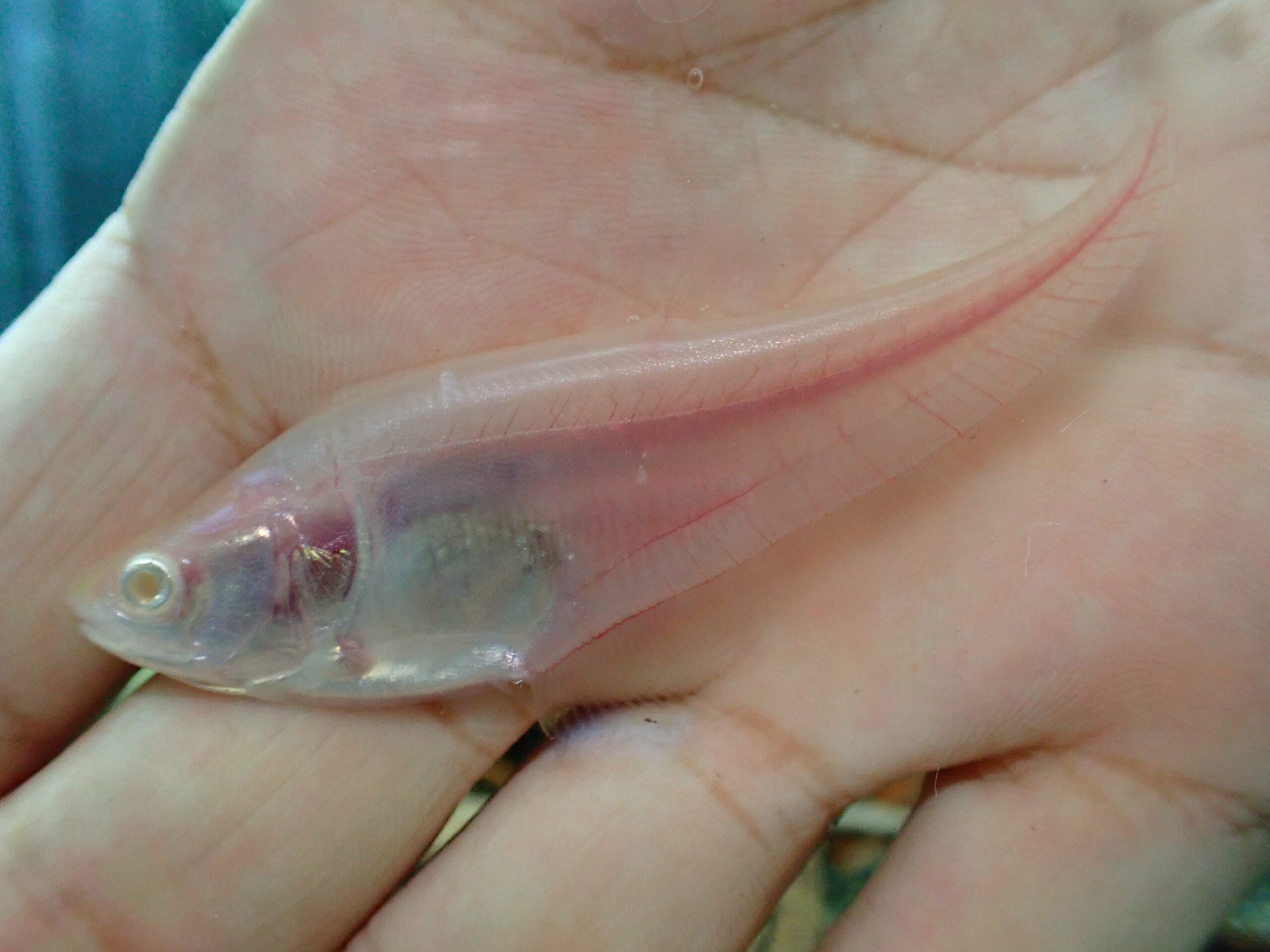 熱帯魚 古代魚 アルビノピュアホワイトスポットナイフ 美個体