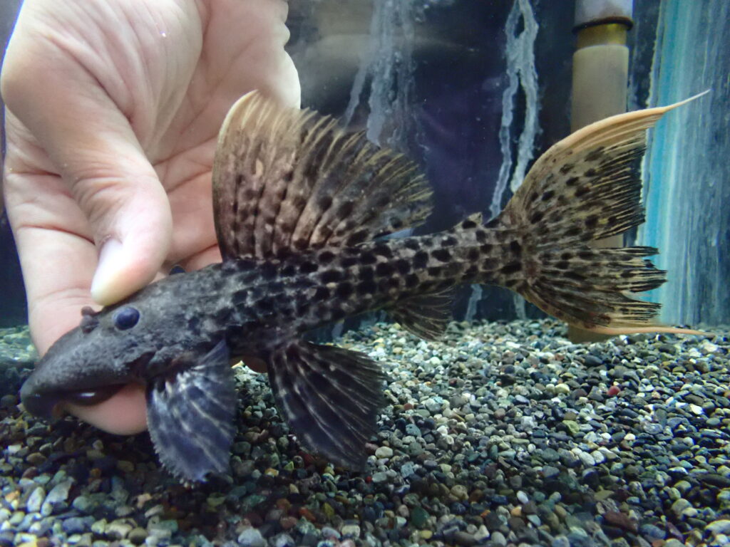 2025/8/2 今日の入荷 | アクアショップ魚力