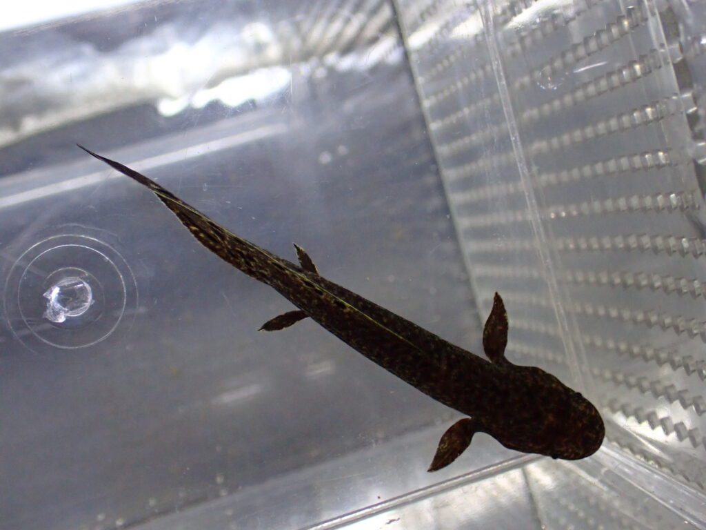 2025/8/30 今日の入荷（熱帯魚、爬虫類） | アクアショップ魚力