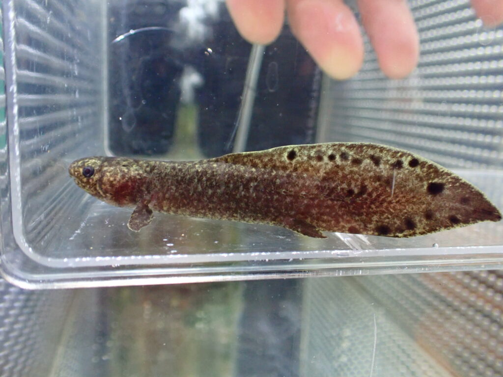 熱帯魚 2025/8/30 今日の入荷（熱帯魚、爬虫類） | アクアショップ魚力