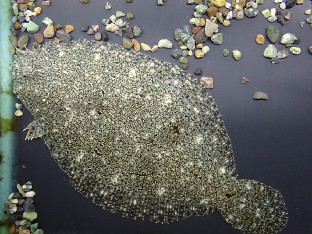 2025/8/30 今日の入荷（熱帯魚、爬虫類） | アクアショップ魚力