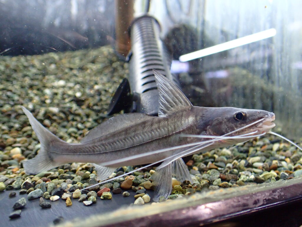 ディスカス】【通販】スーパーブルーダイヤモンド1匹【サンプル画像】5