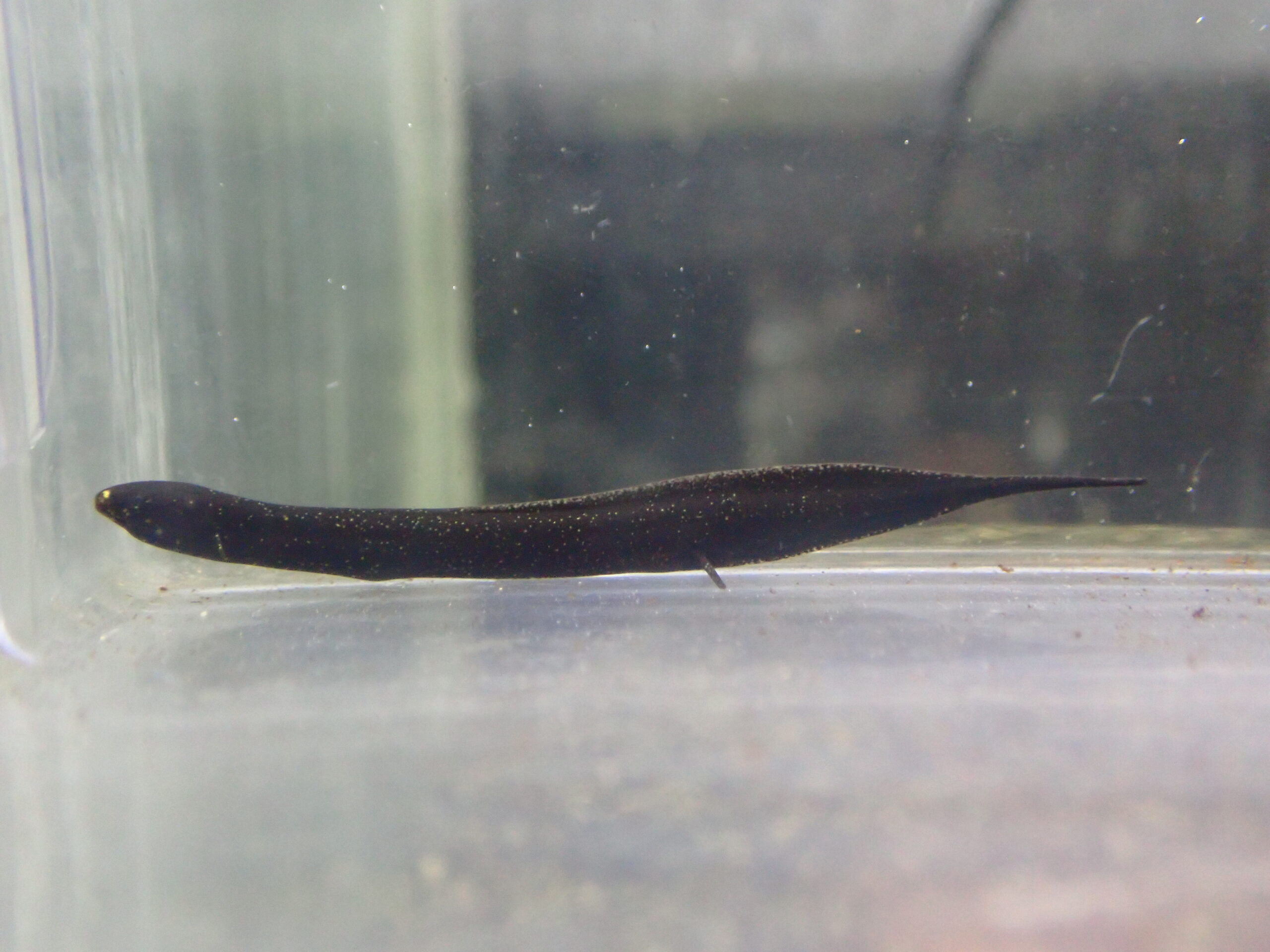 レピドシレンパラドクサ ペルー 6～7cm | アクアショップ魚力