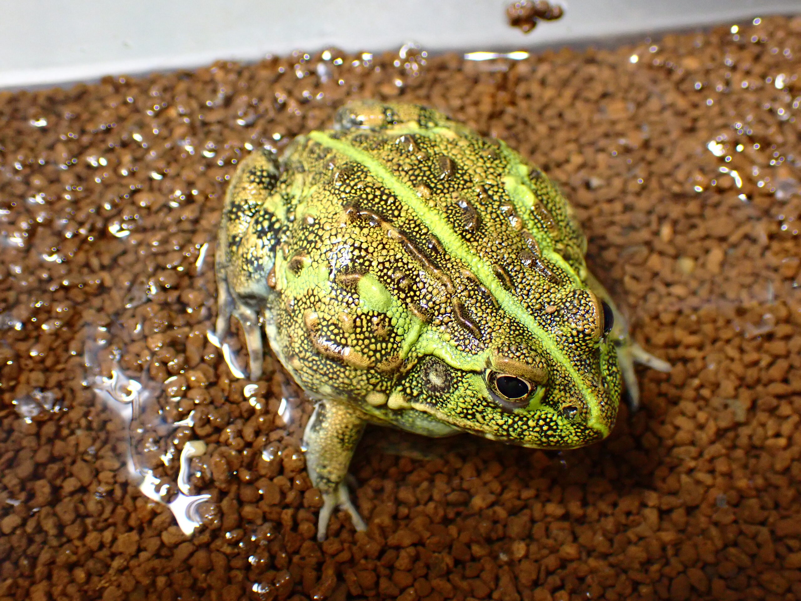 アフリカウシガエル 5～6cm | アクアショップ魚力