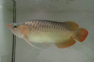 スーパーレッドアロワナ 38cm 少々難有りの為特価 | アクア