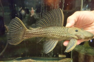 【値下げしました】ディアブロトリムプレコ ドラゴンハイフィンレオパードトリムプレコ サンフランシスコ 23cm