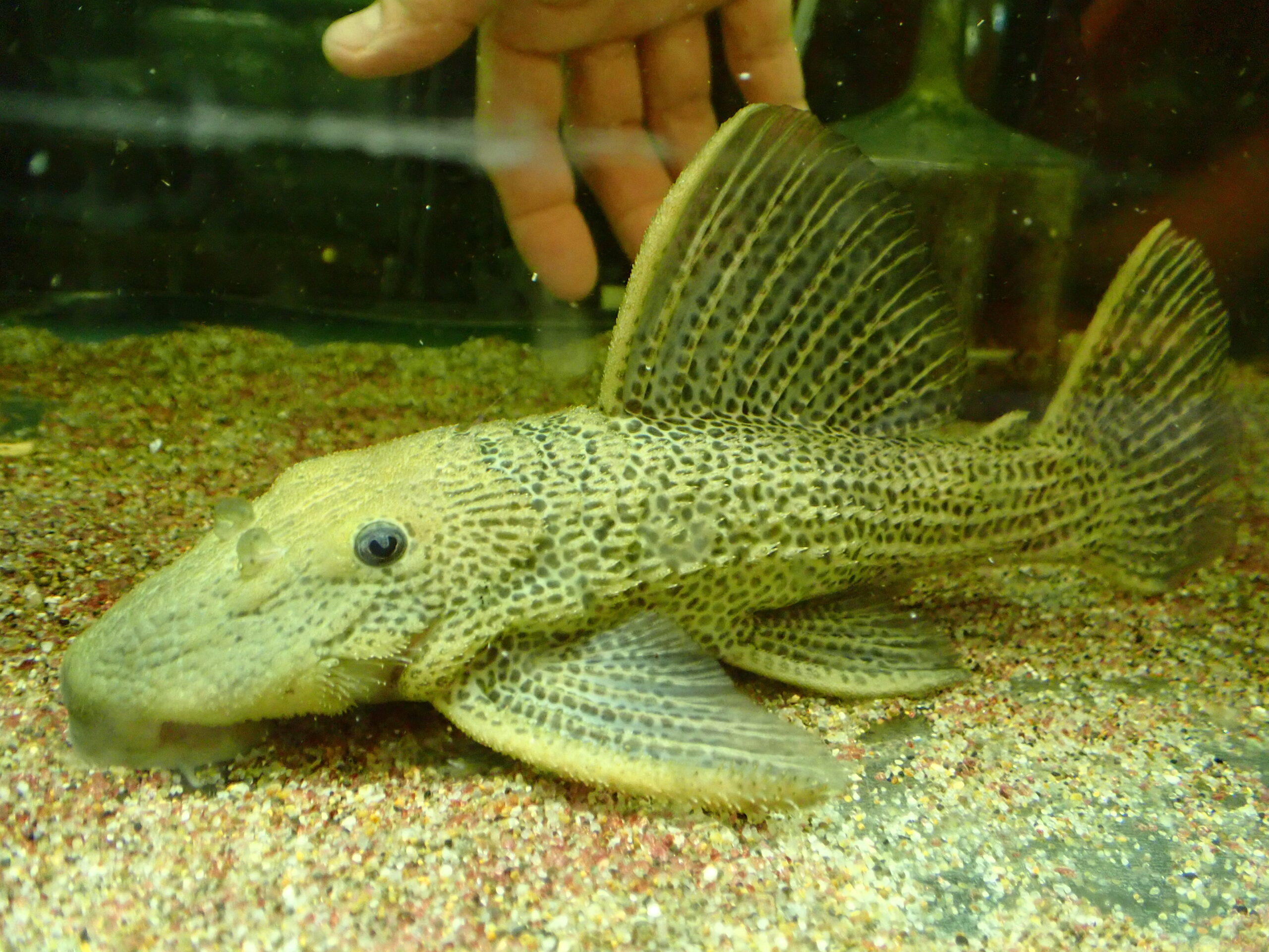 【値下げしました】ディアブロトリムプレコ ドラゴンハイフィンレオパードトリムプレコ サンフランシスコ 23cm