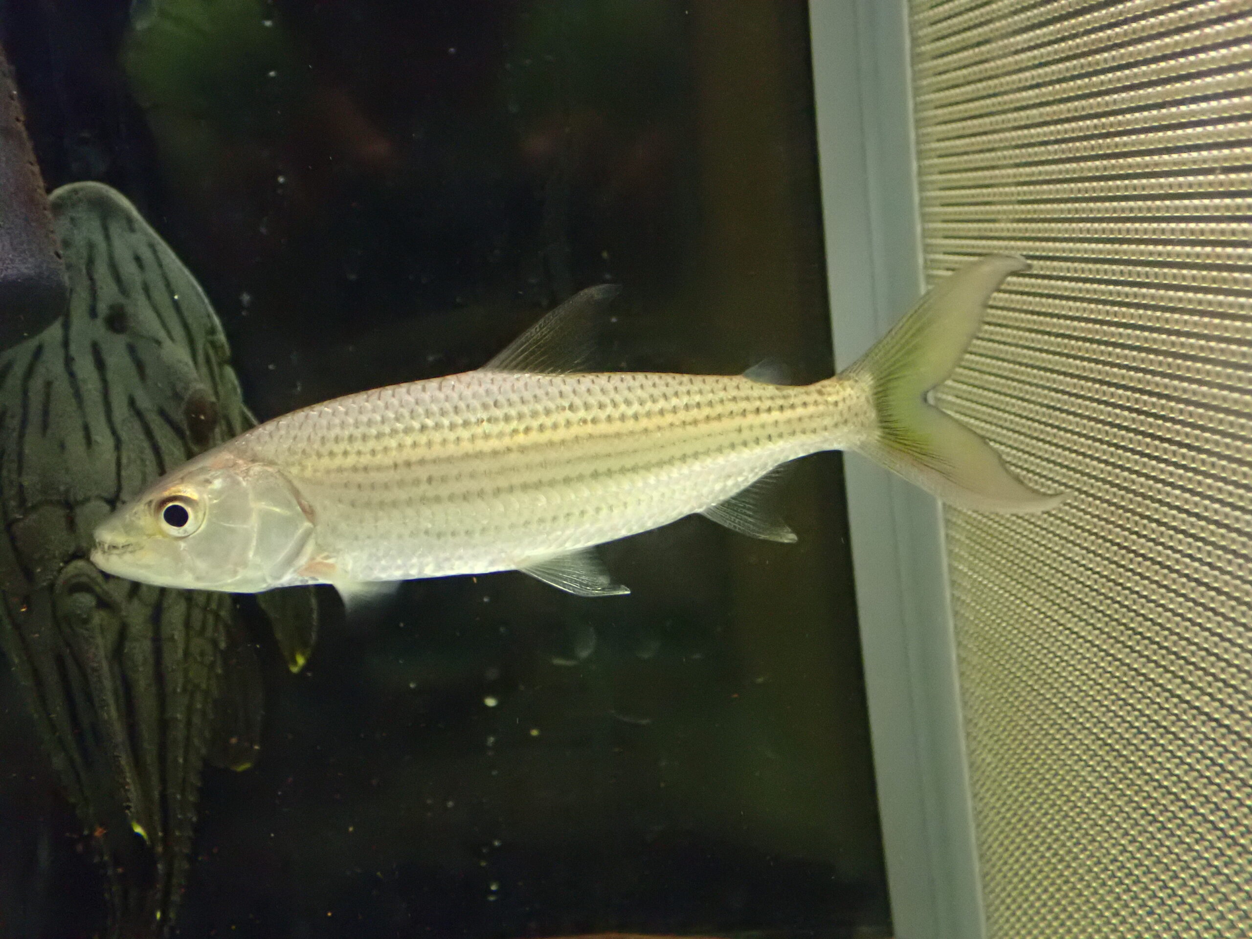 ビッタータスタイガーフィッシュ コンゴ 12cm | アクアショップ魚力